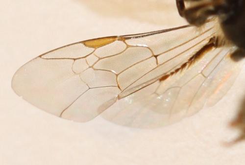 Evylaeus sp.